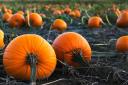 We've rounded up five places where you can pick pumpkins this month