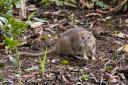 Homeowners are being urged to try the 5p test if they want to keep rats and mice away