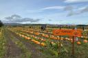 There are a number of pumpkin picking patches less than an hour's drive from Glasgow