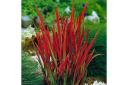 Imperata 'Red Baron' - Blood Grass