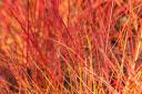 Cornus sanguinea 'Anny's Winter Orange'