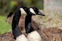 Dead Canadian geese have been dumped in Moston