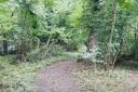 Clouts Wood to reopen to the public - but only a part of it as safety fears remain