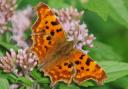 A London-wide photography competition is asking year 5 pupils to send in pictures celebrating local biodiversity