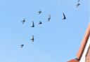 The population of swifts has fallen by more than half in the past 25 years