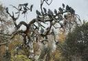 The Pigeon Tree in Springfield Park.