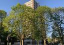 The trees at Dixon Clark Court are scheduled to be felled. Picture: Alex Hofford