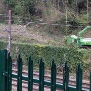 Stamford Hill Felling at East and West Bank Nature Reserve.