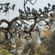 The Pigeon Tree in Springfield Park.