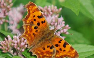 A London-wide photography competition is asking year 5 pupils to send in pictures celebrating local biodiversity