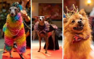 A Dalston bar hosted a drag race for dogs and their owners