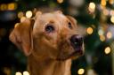 Christmas concert for Mayhew dogs and cats charity