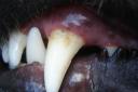 The large Belgian breed dog named Luna bit a social worker during a home visit (stock image of dog teeth)