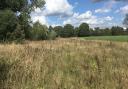 A photo of Hackney Marshes where some of the trees were planted and died last year.