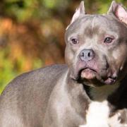 A stock image of an XL Bully - A woman is ‘terrified to leave her home’ after two XL Bullies savaged her and her dog near Clissold Park